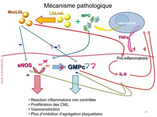 Mécanisme pathologique Leucocytes + MoxLDL. Cytoplasme C. Endo + GMPc eNOS - - Pro-inflammatoire IL-8 + TNF α - ? ? + - MPO LDLnat. NO NO NO Réaction inflammatoire non contrôlée Prolifération des CML Vasoconstriction Plus d’inhibition d’agrégation plaquettaire 