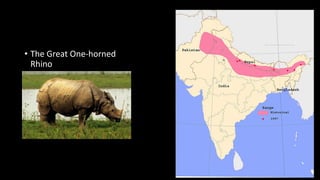 • The Great One-horned
Rhino
 