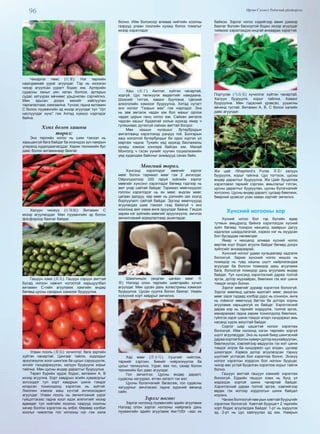 96 Өргөн Сэлэнгэ Үндэсний үйлдвэрлэл
Чихэрлэг төмс (红薯): Нэг төрлийн
наалдамхай уураг агуулдаг. Тэр нь ихээхэн
чихэр агуулсан уурагт бодис юм. Артерийн
судасны ханыг уян хатан болгож, артерын
судас хатуурах өвчнөөс урьдчилан сэргийлнэ.
Мөн арьсан доорх өөхийг хайлуулан
таргалалтаас хамгаална. Үүнээс гадна витамин
С болон луувангийн эд ихээр агуулдаг тул “Урт
наслуулдаг хүнс” гэж Хятад хүмүүс нэрлэдэг
байна.
Хэмх болон хашны
төрөл:
Энэ төрлийн ногоо нь шим тэжээл нь
харьцангуй бага байдаг ба ихэнхдээ зун намрын
улиралд худалдаалагддаг. Харин техникийн бус
давс болон витаминаар баялаг.
Халуун чинжүү (红辣椒): Витамин С
ихээр агуулагддаг. Мөн луувангийн эд болон
фосфороор баялаг байдаг.
Гашуун хэмх (黄瓜). Гашуун сэрүүн амттай
Бусад ногоон навчит ногоотой харьцуулбал
витамин С-гийн агууламж хамгийн өндөр
бөгөөд цусны сахарын хэмжээг бууруулна.
Улаан лооль (番茄): хүчиллэг, бага зэргийн
хүйтэн чанартай. Цангааг тайлж, ходоодыг
эрүүлжүүлж хоол шингээх ба цусыг сэрүүцүүлж,
элгийг тэнцвэржүүлэн, халуун бууруулж хорыг
тайлна. Мөн цусны өндөр даралтыг бууруулна.
Төрөл бүрийн эрдэс бодис, витамин А, В
ихээр агуулна. Хорт хавдрын эсийн хуваагдлыг
зогсоодог тул хорт хавдрын шинж тэмдэг
илэрсэн тохиолдолд хэрэглэх нь зүйтэй.
Ликопин хэмээх маш хүчтэй антиоксидант
агуулдаг. Улаан лооль нь эмчилгээний үүрэг
гүйцэтгэхээс гадна хоол идэх апетитийг ихээр
өдөөдөг тул нийтийн хоолны газрууд хоолны
хачир болгон хэрэглэх нь элбэг. Өөрөөр хэлбэл
хоолыг чимэглэх гол ногооны нэг гэж хэлж
болно. Ийм болохоор аливаа нийтийн хоолны
газрууд улаан лоолийн нухаш болох томатыг
ихээр хэрэглэдэг.
Хаш (茄子). Амтлаг, хүйтэн чанартай,
хоргүй. Цус төлжүүлж өвдөлтийг намдаана.
Шээсийг тэтгэж, хаванг буулгана. Цөсний
алкоголийн хэмжээг бууруулна. Хятад нутагт
энэ ногоог “Газрын мах” гэж нэрлэдэг. Энэ
нь зөв амталж чадах юм бол махыг орлож
чадах цорын ганц ногоо юм. Сайхан амталж
чадсан хашыг будаатай хольж идэхэд ямар ч
гуляшнаас дутахгүй сайхан амттай болдог.
Мөн хашын нухашыг бутербродын
амталгаанд хэрэглэхэд дэндүү гоё. Болгарын
хаш ногоотой бутербродыг би одоо хүртэл үл
мартаж чадна. Тухайн үед идэхэд баклажаны
нухаш хэмээх консерв байсан юм. Манай
Монголд ч гэсэн үүнийг хуучин социализмийн
үед худалдаж байсныг ахмадууд санах байх.
Мөөгний төрөл.
Хүнсэнд хэрэглэдэг мөөгийг зэрлэг
мөөг болон таримал мөөг гэж 2 ангилдаг.
Ойролцоогоор 200 гаруй зүйлийн зэрлэг
мөөгийг хүнсэнл хэрэглэдэг бөгөөд тэдгээр нь
амт үнэр сайтай байдаг. Таримал мөөгнүүдээс
голлон хэрэглэдэг нь ян мөөг, өндгөн мөөг,
цагаан далдуу, хар мөөг нь дэлхийн зах зээлд
борлуулалт сайтай байдаг. Эдгээр мөөгнүүдэд
агуулагдах шим тэжээл гээд байхгүй ч энэ
хоолонд амт нэмж өнгө оруулдаг байна. Гэхдээ
зарим нэг зүйлийн мөөгийг эрүүлжүүлж, эмчлэх
эмчилгээний зориулалтаар ашигладаг.
Шампиньон (өндгөн цагаан мөөг 香
蕈) Нэлээд олон төрлийн шивтэрийн хүчил
агуулдаг. Мөн цусан дахь холестрины хэмжээг
бууруулна. Цусан суулга болон баялаг. Умайн
хүзүүний хорт хавдрыг эмчилнэ.
Хар мөөг (黑木耳). Уушгийг чийглэж,
тархийг сэргээн, биеийг чийрэгжүүлэх ба
цусыг төлжүүлнэ. Уураг, өөх тос, сахар болон
техникийн бус давс агуулдаг.
Гол эмчилгээ: Цусны өндөр даралт,
судасны хатуурал, өтгөн хаталт гэх мэт.
Цусны бүлэгнэлийг багасгаж, гол судасны
хатуурлыг эмчлэхээс гадна зүрхний өвчинд
сайн.
Зэрлэг ногоо:
Зэрлэг ногоонд луувангийн эдийн агууламж
Нэлээд олон зэрлэг ногооны найрлага дахь
луувангийн эдийн агууламж 4мг/100г –аас их
байжээ. Зэрлэг ногоо хэдийгээр амин дэмээр
баялаг боловч басхортой бодис ихээр агуулдаг
тиймээс хэрэглэхдээ онцгой анхаарах хэрэгтэй.
Портулак (马齿苋) хүчиллэг хүйтэн чанартай.
Халуун бууруулж, хорыг тайлна. Хаванг
бууруулна. Мөн гэдэсний үрэвсэл, уушигны
өвчинд тустай. Витамин А, В, С болон калийн
давс агуулдаг.
Жи цай: /Shepherd’s Purse 荠菜/ халуун
бууруулж, хорыг тайлна. Цус тогтоож, цусны
өндөр даралтыг бууруулна. Жи Цайг буцалгаж
хэрэглэвэл тархийг сэргээн, амьсгалыг тэтгэн,
цусны даралтыг бууруулан, цусны бүлэгнэлийг
зогсооно. Цусны өндөр даралт, цусаар бөөлжих,
бөөрний үрэвсэл усан хаван зэргийг эмчилнэ.
Хүнсний ногооны хор
Хүсний ногоо бол гэр бүлийн өдөр
тутмын амьдралд байнга хэрэглэгдэх хүсний
зүйл бөгөөд тохирох нөхцөлд зааврын дагуу
хадгалах шаардлагатай, хэрвээ нэг нь муудсан
бол бусаддаа нөлөөлдөг.
Ямар ч нөхцөлд аливаа хүсний ногоо
өөртөө хорт бодис агуулж байдаг бөгөөд доорх
зүйлсийг анхаараарай.
Хүнсний ногоог удаан хугацаагаар хадгалж
болохгүй. Зарим хүнсний ногоо жишээ нь
помидор нь түвд хашны шүлт найрлагандаа
агуулдаг ба болсон помидор дахь агууламж
бага, болоогүй помидор дахь агууламж өндөр
байдаг. Тул хүнсэнд хэрэглэсний дараа толгой
эргэх, дотор муухайрах, бөөлжих гэх мэт шинж
тэмдэг илэрч болно.
Зэрлэг мөөгийг дураар хэрэглэж болохгүй.
Зэрлэг мөөгөнд цагаан малгайт мөөг, эмээлэн
мөөг зэрэг гадаад хэлбэр дүрс нь сонихон, өнгө
нь гоёмсог мөөгнүүд багтах ба доторх хорны
агууламж харьцангуй их байдаг. Хэрэглэсний
дараа хор нь тархийг хордуулж, толгой эргэх,
манарахаас гадна зарим тохиолдолд бөөлжих,
гүйлгэх зэрэг шинж тэмдэг илэрч хүндэрвэл амь
насанд хүрэх аюултай байдаг.
Соргог шар цэцэгтэй ногоог хэрэглэж
болохгүй. Ийм ногоонд нэгэн төрлийн хоргүй
шүлт агуулагддаг. Энэ нь хүний биед шингэсний
дараа хортой болон хувирч дотор муухайруулан,
бөөлжүүлэх, хэвлийгээр өвдүүлэх гэх мэт шинж
тэмдэг илрэх ба хүндэрвэл цус алдан, цусаар
шээлгэдэг. Хэрвээ дотор агуулагдсан тэрхүү
шүлтийг устгасан бол хэрэглэж болно. Энэхүү
ногоог хэрэглэн хордсон бол ногоон буурцаг,
чихэр өвс устай буцалган хэрэглэж хорыг тайлж
болно.
Гашуун амттай гашуун хэмхийг хэрэглэж
болохгүй. Ердийн гашуун хэмх нь бүгд үл
мэдэгдэх хортой шинж чанартай байдаг.
Хэрэглэсний дараа толгой эргэж, хэвлийгээр
өвдөх гэх мэтээр хордлогын шинж байдал
илрэнэ.
Чанаж болгоогүй нам рын хавтгай буурцгийг
хэрэглэж болохгүй. Хавтгай буурцагт 2 төрлийн
хорт бодис агуулагдаж байдаг. 1-рт нь ээдүүлэх
эд, 2-рт нь цус хайлуулах эд юм. Намрын
 