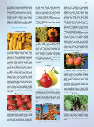 97Дэлгэрэнгүй мэдээлэл www.mychina.biz
улиралд буюу болсон хавтгай буурцганд энэхүү
хорт бодисын агуулагдах хэмжээ хамгийн өндөр
байдаг байна. Хэрвээ хангалттай сайн чанаж
болголгүй идвэл толгой өвдөх, толгой эргэх,
дотор муухайрах, бөөлжих гүйлгэх зэрэг шинж
байдал илэрнэ. Тиймээс сайн болгох хэрэгтэй.
Гүйцэд болоогүй дарсан ногоог хэрэглэж
болохгүй. Гэрийн нөхцөлд ногоо дарах үед
давс дутмаг хэрэглэ, зарим хэсэгт бактерийг
устгадаг. Ногоонд агуулагдаж байгаа азотын
хүчлийн давс нь 2-р зэргийн азотын хүчлийн
давс болон хувирдаг. Ийм төрлийн химийн
нэгдэл нь ойролцоогоор 7 хоног орчим
дарагдсаны дараа дээд цэгтэй хүрдэг. Хэрвээ
энэ үед нь хэрэглэвэл маш аюултай байдаг.
Жимсний витамин
1. Гадил (Банан)
Гадил идэхэд сэтгэл санаа тайвширч
сэтгэл баяр баясалтай болдог. Банана нүүрс
устөрөгчөөр хамгийн баялаг жимс. Мөн
түүнд цусанд сахар орохоос хамгаалдаг
бодис агуулагддаг. Бананд үлэмж хэмжээний
ширхэглэг эд болон төмрийн зүйл байдгаараа
хийг дарж цус төлжүүлэх үүрэг гүйцэтгэдэг.
Банана нь хүйтэн чанартай даралт бууруулна.
Шарж хайрсан хоол байнга идвэл хорт
хавдартай болох тохиолдол ихэсдэг. Иймд
гадил идэх хэрэгтэй Энэ нь хорт бодисыг
хязгаарлаж, ходоодыг хамгаалдаг.
Хүйтэн чанарын өвчтэй буюу бие сул
өвчтөн банана хэрэглэж болохгүй. Учир нь
гэдсэн дэх шингэх процессийг удаашруулж,
цөсний шингэнд муугаар нөлөөлдөг.
Гадил жимс магнийн элемент их
агуулагддаг болохоор өлөн дээрээ гадил идвэл
хүний бие дэх магни гэнэт дээшилж, цусан дахь
магни кальцийн тэнцвэр алдагдаж, зүрхний
судсанд саатал үүсгэн эрүүл мэндэд муугаар
нөлөөлөх болно. Цусны чихэрлэг гэнэт ихсэх
нь нүдний өвчин үүсгэх аюултай. Бас саахар нь
хүчиллэг чанартай хүнс болохоор өлнөөр идвэл
биеийн дотоодын хүчил шүлтийн тэнцвэр болон
олон зүйлийн микробын тэнцвэрийг эвдэх тул
эрүүл мэндэд ашиггүй.
Нэг ширхэг гадил жимс нь дунджаар 125гр
бөгөөд 3/4 нь ус юм. Гадил жимсний гадуурх
хальс нь ч мөн идэж болох бөгөөд Азийн зарим
оронд хальстай нь хоол хийж иддэг байна.
Гадил нь В6
витамин, С витамин болон калигаар
баялаг юм.
2. Гүзээлзгэнэ
Гүзээлзгэнэ нь сэтгэл санааг тайвшруулж
таашаал өгдөг. Хэрэглэхийн өмнө эхлээд усаар
сайтар угааж давстай усанд 5-10минут болгоод
дахиж хүйтэн буцалсан усанд 1-2 минут угааж
хэрэглэвэл амин дэм нь илүү их байдаг.
Гүзээлзгэнэ нь Сарнайнхан овгийн цэцэгт
ургамлын идэж болдог жимс юм. 20 гаруй зүйл
болон эрлийзжүүлэн гаргаж авсан гүзээлзгэнүүд
бий. Амт нь чихэрлэг болон исгэлэн гэх мэт
өөр өөр байдаг. Хамгийн ихээр тариалагдан
худалдаа, хоол хүнсэнд хэрэглэгддэг нь
Цэцэрлэгийн гүзээлзгэнэ (Fragaria ×anan-
assa) аж. С витаминаар баялаг бөгөөд 100 гр
гүзээлзгэнэ 35 ккал илчлэгтэй. Түүхий байхдаа
цайвар ногоон өнгөтэй ба боловсорж гүйцсэн нь
улаан болно. Шар голтой, таван дэлбээт цагаан
цэцэг гарж унасны дараа ургадаг.
Бодисын солилцоог хэвийн болгож, хорт
нэгдлүүдийг гадагшлуулж, бамбай булчирхайн
гармон ялгаралтыг идэвхжүүлж, бэлгийн
идэвхийг нэмэгдүүлдэг.
Анх 17 зууны үеэс гүзээлзгэнийг тариалж
эхэлсэн байна.
3. Усан үзэм
Усан үзмийг (葡萄) залхуу хүмүүс
хэрэглэвэл хамгийн тохиромжтой жимс гэж би
боддог. Учир нь идэж байхдаа хальслах, үрийг
нь хаях шаардлагагүй. Усан үзмийн хальс
үр гээд бүгд л амин дэмтэй. Мөн улаан усан
үзмийн дарс нь цагаан усан үзмийн дарснаас
илүү их ач тустай байдаг. Учир нь улаан усан
үзмийн дарсанд хальс нь ордог байна. Францын
ИС-ын мэргэжилтэн судлаачид усан үзмийн
үрэнд дархлааг сайжруулж, хөгшрөлтийг
удаашруулдаг бодис баялаг агуулагдаж байдаг
гэдгийг судлан тогтоосон ба энэ нь хүний биед
орж 85 хувиар шингэдэг байна.
Улаан усан үзэм нь тромбо үүсэх үйл
явцыг удаашруулж, цусны судасны тонусыг
сулруулдаг.
4. Лийр
Лийрийн (梨子) усан найрлага их бөгөөд
Витамин А, В, С, D, Е болон бичил элемнет
агуулж байдаг. Эд эсийг эрүүлжүүлж, эд эрхтний
хорыг гадагшлуулж, цусны судсыг зөөлрүүлдэг.
Мөн калцийг ясанд дамжуулах чадалтай. Лийр
нь витамин болон усаар баялаг бөгөөд хүйтэн
чанартай. Хүйтэн чанарын өвчтэй хүн болон
хэвлий ходоод сулбагар хүн, амаржих эх ихээр
идэж болохгүй буюуу идэхгүй байх нь хамгийн
сайн.
5. Чацаргана
Чацаргана (沙棘) нь исгэлэн, эхүүн амттай,
бүлээн чанартай, хуурай, тослог жимс юм.
Чацаргана (лат. Hippophae) нь Elaeagnaceae
овгийн бутлаг ургамал, мөн түүний үр жимсийг
хэлнэ. Европ, Азид 6 зүйл, 12 дэд зүйлийн
чацаргана зэрлэгээрээ ургадаг, өргөн тархсан
ургамал юм. Монгол, Хятад, Энэтхэг, Балба,
Пакистан, Орос, Их Британи, Франц, Дани,
Нидерланд, Герман, Польш, Финланд, Швед,
Норвеги зэрэг улсуудад ургана. Дэлхий дээрх
чацарганы нөөц бүхий 1.5 сая гектар газрын
90 орчим хувь нь Хятад улсад ногддог.[1]
Чацарганы бут нь ихэнхдээ 0.5–6 м өндөртэй
байх боловч хааяа Төв Ази зэрэг хуурай,
элсэрхэг нутагт 10 м хүртэл ургах нь бий.
Ханиадыг зогсоох, цусыг шингэрүүлэх,
бадган борыг дарах цадалтай. хүний биеийг
эрүүлжүүлж, зүрх судасны системийн эргэлтийг
сайжруулдаг. Эмчилгээнд голдуу уушигны
архаг, цэр ховхорохгүй, цусан бэтэг, сарын
тэмдэг хоригдсон, бор өвчин, борын бэтэг зэрэг
өвчинийг эмнэхэд хэргэлж байна.
Уг жимс нь маш бага хэмжээний нягтшилтай
уураг агуулдаг бөгөөд артерийн судасны
хана гэмтэхээс хамгаална. Судсыгхамгаална.
Судасны хатуурал болон зүрхний өвчнөөс
урьдчилан сэргийлнэ. Судлаачид судалсны
үндсэн дээр 8 ш шиази жимс нь биеийн
тамирын үед гэмтсэн эд эсийг эдгээдэг
чадалтай болохыг тогтоожээ. Исгэлэн амттай
хүйтэн чанартай. Мөн маш их хэмжээний уураг,
хүчил, витамин, кальци, фосфор, магни, натри
зэрэг хүний биед зайлшгүй шаардлагатай
элементүүдийг агуулдаг. Ходоодыгэрүүлжүүлж,
гэдсийг цэвэрлэн, уушгийг зөөллөж, цусыг
төлжүүлэн, өтгөн шингэнийг тохируулж, дэлүүг
эрүүлжүүлэх зэрэг олон чадалтай.
6. Алим
Өдөр бүр багахан хэмжээний алим (苹
果) идвэл олон төрлийн өвчнөөс урьдчилан
сэргийлдэг. Мөн хорт хавдраас сэргийлнэ.
Алимны найрлагад phytochemical байгалийн
гаралтай чөлөөт радикал байх ба хорт хавдар
үүсэх хувийг бууруулдаг. Алим нь ширхэглэг
бодисоор баялаг бөгөөд зүрхний өвчнөөр
өвчлөх хувийг бууруулахаас гадна тураах
чадалтай.
Идээд ханахгүй энэ сайхан жимс
организмаас хүнд металлуудыг гаргадаг. Мөн
түүнд цусны судасны уян хатан чанарыг барьж
байдаг бодис агуулагддаг.
Үүнээс гадна уушгийг зөөллөж, хорыг
тайлан, ходоодонд тэжээл өгч, архийг гарган
элгийг тэнцвэржүүлдэг байна. Гэвч сахар болон
жимсний хүчил харьцангуй их агуулагддаг тул
шүд хорхойтуулах талтай.
7. Түвд хаш
Хаш нь (茄子) улаан эд ихээр агуулдаг. Эд
эсийн өвчлөлтийг зогсоох ба нимбэгийн хүчил,
алимны хүчлээр баялаг тул халуун бууруулж
хордлогыг тайлж, элгийг хамгаалж, шээсийг
тэтгэх сайн талтай. Сайхан амтлаж чадвал
махыг ч орлож чадах увидастай ногоо гэж хэлж
болно.
 