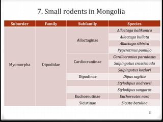 Suborder Family Subfamily Species
Myomorpha Dipodidae
Allactaginae
Allactaga balikunica
Allactaga bullata
Allactaga sibirica
Pygeretmus pumilio
Cardiocraniinae
Cardiocranius paradoxus
Salpingotus crassicauda
Salpingotus kozlovi
Dipodinae Dipus sagitta
Stylodipus andrewsi
Stylodipus sungorus
Euchoreutinae Euchoreutes naso
Sicistinae Sicista betulina
7. Small rodents in Mongolia
11
 