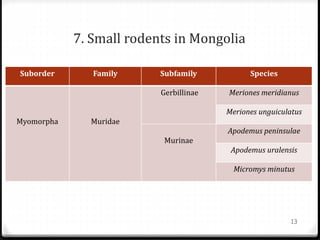 7. Small rodents in Mongolia
Suborder Family Subfamily Species
Myomorpha Muridae
Gerbillinae Meriones meridianus
Meriones unguiculatus
Murinae
Apodemus peninsulae
Apodemus uralensis
Micromys minutus
13
 