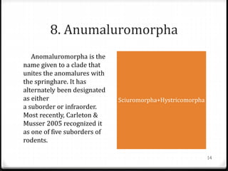 8. Anumaluromorpha
Anomaluromorpha is the
name given to a clade that
unites the anomalures with
the springhare. It has
alternately been designated
as either
a suborder or infraorder.
Most recently, Carleton &
Musser 2005 recognized it
as one of five suborders of
rodents.
Sciuromorpha+Hystricomorpha
14
 
