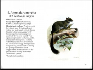 8. Anomaluromorpha
8.2. Zenkerella insignis
IUCN: Least concern
Range description: Cameroon;
Central African Republic; Congo
Habitat and ecology: Tropical moist
forest and semi-deciudous forest,
with a few individuals collected close
to arboreal savannas, apparently
tolerating climates ranging from
relatively dry to very humid. This
species is primarily nocturnal, and it
is considered likely to be solitary,
with little information available on
its habitats or ecology. The species is
uniqe among anomalurids in having
no gliding membrane, which
suggests that it may descend to the
ground more readily than other
anomalurid species.
Threat: Deforestation
16
 
