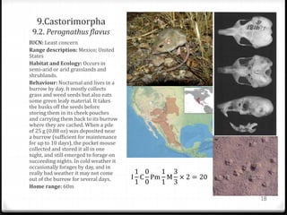 9.Castorimorpha
9.2. Perognathus flavus
IUCN: Least concern
Range description: Mexico; United
States
Habitat and Ecology: Occurs in
semi-arid or arid grasslands and
shrublands.
Behaviour: Nocturnal and lives in a
burrow by day. It mostly collects
grass and weed seeds but also eats
some green leafy material. It takes
the husks off the seeds before
storing them in its cheek pouches
and carrying them back to its burrow
where they are cached. When a pile
of 25 g (0.88 oz) was deposited near
a burrow (sufficient for maintenance
for up to 10 days), the pocket mouse
collected and stored it all in one
night, and still emerged to forage on
succeeding nights. In cold weather it
occasionally forages by day, and in
really bad weather it may not come
out of the burrow for several days.
Home range: 60m
I
1
1
C
0
0
Pm
1
1
M
3
3
× 2 = 20
18
 