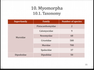 10. Myomorpha
10.1. Taxonomy
Superfamily Family Number of species
Muroidae
Platacanthomyidae 2
Calomyscidae 9
Nesomyidae 68
Cricetidae 580
Muridae 700
Spalacidae 37
Dipodoidae Dipodidae 50
20
 