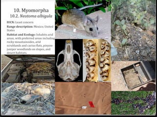10. Myomorpha
10.2. Neotoma albigula
IUCN: Least concern
Range description: Mexico; United
States
Habitat and Ecology: Inhabits arid
areas, with preferred areas including
rocky mountainsides, arid
scrublands and cactus flats, pinyon-
juniper woodlands on slopes, and
desert habitats.
21
 