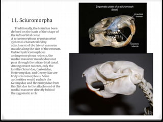 11. Sciuromorpha
Traditionally, the term has been
defined on the basis of the shape of
the infraorbital canal.
A sciuromorphous zygomasseteri
system is characterized by
attachment of the lateral masseter
muscle along the side of the rostrum.
Unlike hystricomorphous
andmyomorphous rodents, the
medial masseter muscle does not
pass through the infraorbital canal.
Among extant rodents, only the
families Sciuridae, Castoridae,
Heteromyidae, and Geomyidae are
truly sciuromorphous. Some
authorities would exclude the
Geomyidae and Heteromyidae from
that list due to the attachment of the
medial masseter directly behind
the zygomatic arch.
22
 