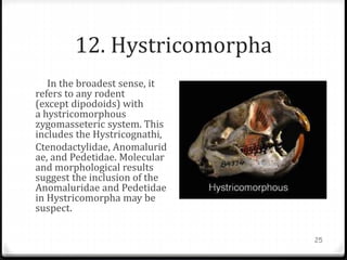 12. Hystricomorpha
In the broadest sense, it
refers to any rodent
(except dipodoids) with
a hystricomorphous
zygomasseteric system. This
includes the Hystricognathi,
Ctenodactylidae, Anomalurid
ae, and Pedetidae. Molecular
and morphological results
suggest the inclusion of the
Anomaluridae and Pedetidae
in Hystricomorpha may be
suspect.
25
 