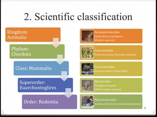 2. Scientific classification
Kingdom:
Animalia
Phylum:
Chordata
Class: Mammalia
Superorder:
Euarchontoglires
Order: Rodentia
Anomaluromorpha
South African springhare
(Pedetes capensis)
Sciuromorpha
Forest dormouse (Dryomys nitedula)
Castorimorpha
Eurasian beaver (Castor fiber)
Myomorpha
Mongolian hamster
(Allocricetulus curtatus)
Hystricomorpha
Laotian rock rat (Laonastes aenigmamus)
4
 