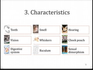 3. Characteristics
Teeth Smell Hearing
Vision Whiskers Cheek pouch
Digestive
system
Baculum
Sexual
dimorphism
5
 