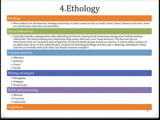 4.Ethology
Feeding
• Most rodents are herbivorous, feeding exclusively on plant material such as seeds, stems, leaves, flowers and roots. Some
are omnivorous and a few are predators.
Social behaviour
• Typically includes making alarm calls, defending territories, sharing food, protecting nesting areas and preventing
infanticide. The black-tailed prairie dog forms large towns that may cover many hectares. The burrows do not
interconnect but are excavated and occupied by territorial family groups known as coteries. A coterie often consists of
an adult male, three or four adult females, several non-breeding yearlings and this year's offspring. Individuals within
coteries are friendly with each other, but hostile towards outsiders.
Communication
• Olfactory
• Auditory
• Visual
• Tactile
Mating strategies
• Monogamy
• Polygyny
• Promiscuity
Birth and parenting
• Altricial
• Precocial
• Infanticide
Cognition
6
 