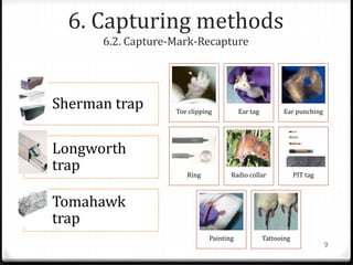 6. Capturing methods
6.2. Capture-Mark-Recapture
Sherman trap
Longworth
trap
Tomahawk
trap
Toe clipping Ear tag Ear punching
Ring Radio collar PIT tag
Painting Tattooing
9
 