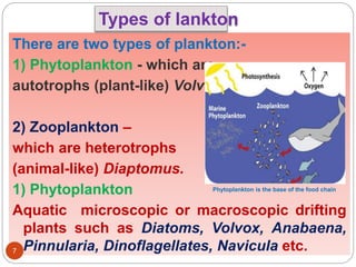 There are two types of plankton:-
1) Phytoplankton - which are
autotrophs (plant-like) Volvox.
2) Zooplankton –
which are ...