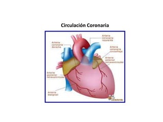 Circulación Coronaria
 