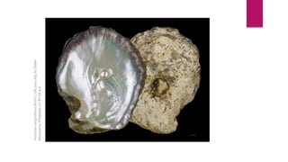 PinctadamargaritiferaMHNT.CON.2002.893byDidier
Descouens,Wikipedia.CCBY-SA4.0
 