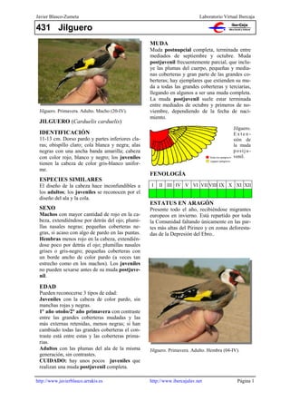 431 Jilguero
Javier Blasco-Zumeta Laboratorio Virtual Ibercaja
http://www.javierblasco.arrakis.es Página 1http://www.ibercajalav.net
JILGUERO (Carduelis carduelis)
IDENTIFICACIÓN
11-13 cm. Dorso pardo y partes inferiores cla-
ras; obispillo claro; cola blanca y negra; alas
negras con una ancha banda amarilla; cabeza
con color rojo, blanco y negro; los juveniles
tienen la cabeza de color gris-blanco unifor-
me.
Jilguero. Primavera. Adulto. Macho (20-IV).
ESPECIES SIMILARES
El diseño de la cabeza hace inconfundibles a
los adultos; los juveniles se reconocen por el
diseño del ala y la cola.
SEXO
Machos con mayor cantidad de rojo en la ca-
beza, extendiéndose por detrás del ojo; plumi-
llas nasales negras; pequeñas coberteras ne-
gras, si acaso con algo de pardo en las puntas.
Hembras menos rojo en la cabeza, extendién-
dose poco por detrás el ojo; plumillas nasales
grises o gris-negro; pequeñas coberteras con
un borde ancho de color pardo (a veces tan
estrecho como en los machos). Los juveniles
no pueden sexarse antes de su muda postjuve-
nil.
MUDA
Muda postnupcial completa, terminada entre
mediados de septiembre y octubre. Muda
postjuvenil frecuentemente parcial, que inclu-
ye las plumas del cuerpo, pequeñas y media-
nas coberteras y gran parte de las grandes co-
berteras; hay ejemplares que extienden su mu-
da a todas las grandes coberteras y terciarias,
llegando en algunos a ser una muda completa.
La muda postjuvenil suele estar terminada
entre mediados de octubre y primeros de no-
viembre, dependiendo de la fecha de naci-
miento.
ESTATUS EN ARAGÓN
Presente todo el año, recibiéndose migrantes
europeos en invierno. Está repartido por toda
la Comunidad faltando únicamente en las par-
tes más altas del Pirineo y en zonas deforesta-
das de la Depresión del Ebro..
Jilguero.
E x t e n -
sión de
la muda
postju-
venil.
FENOLOGÍA
I II III IV V VI VII VIII IX X XI XII
Jilguero. Primavera. Adulto. Hembra (04-IV).
EDAD
Pueden reconocerse 3 tipos de edad:
Juveniles con la cabeza de color pardo, sin
manchas rojas y negras.
1º año otoño/2º año primavera con contraste
entre las grandes coberteras mudadas y las
más externas retenidas, menos negras; si han
cambiado todas las grandes coberteras el con-
traste está entre estas y las coberteras prima-
rias.
Adultos con las plumas del ala de la misma
generación, sin contrastes.
CUIDADO: hay unos pocos juveniles que
realizan una muda postjuvenil completa.
 