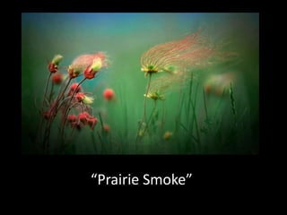 “Prairie Smoke”

 