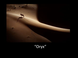 “Oryx”

 