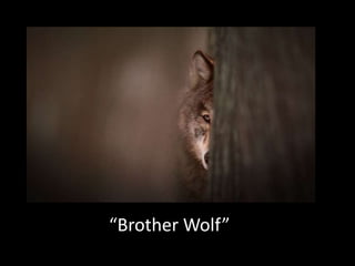 “Brother Wolf”

 