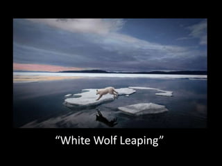 “White Wolf Leaping”

 