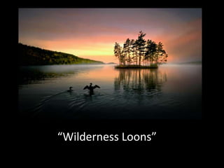 “Wilderness Loons”

 
