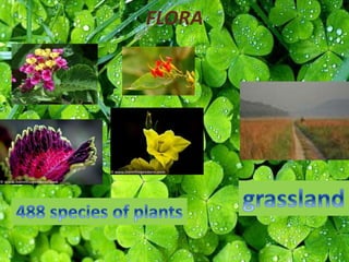 FLORA
 