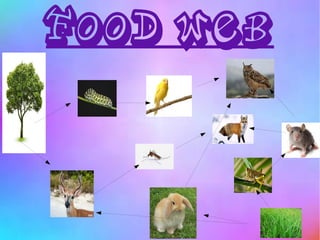 FOOD WEB
 