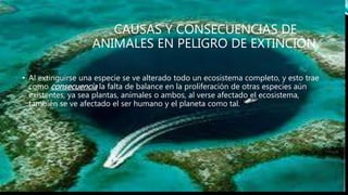 CAUSAS Y CONSECUENCIAS DE
ANIMALES EN PELIGRO DE EXTINCIÓN.
• Al extinguirse una especie se ve alterado todo un ecosistema completo, y esto trae
como consecuencia la falta de balance en la proliferación de otras especies aún
existentes, ya sea plantas, animales o ambos, al verse afectado el ecosistema,
también se ve afectado el ser humano y el planeta como tal.
 
