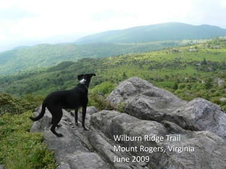 Wilburn Ridge Trail
Mount Rogers, Virginia
June 2009
 