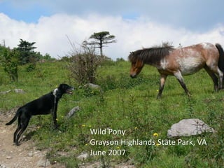 Wild Pony
Grayson Highlands State Park, VA
June 2007
 