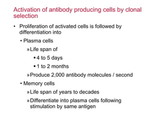 Activation of antibody producing cells by clonal selection Proliferation of activated cells is followed by differentiation into Plasma cells Life span of 4 to 5 days 1 to 2 months Produce 2,000 antibody molecules / second Memory cells Life span of years to decades Differentiate into plasma cells following stimulation by same antigen 