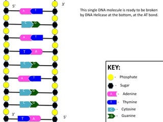 3’

5’

This single DNA molecule is ready to be broken
by DNA Helicase at the bottom, at the AT bond.

T

A

C

G

A

T

T

A

C

G

KEY:
- Phosphate

T

A

- Sugar
C

G

C

G

A

- Adenine

T

- Thymine

C

3’
T

A

5’

- Cytosine

G

- Guanine

 