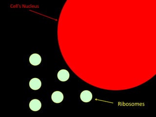 Cell’s Nucleus

Ribosomes

 