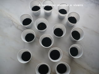 A semente: escolha e viveiro 