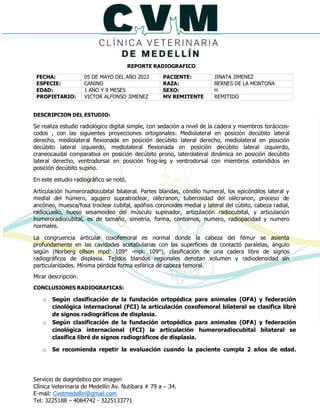 Servicio de diagnóstico por imagen
Clínica Veterinaria de Medellín Av. Nutibara # 79 a – 34.
E-mail: Cvetmedellin@gmail.com
Tel: 3225188 – 4084742 - 3225133771
REPORTE RADIOGRAFICO
FECHA: 05 DE MAYO DEL AÑO 2022 PACIENTE: JINATA JIMENEZ
ESPECIE: CANINO RAZA: BERNES DE LA MONTOÑA
EDAD: 1 AÑO Y 9 MESES SEXO: H
PROPIETARIO: VICTOR ALFONSO JIMENEZ MV REMITENTE REMITIDO
DESCRIPCION DEL ESTUDIO:
Se realiza estudio radiológico digital simple, con sedación a nivel de la cadera y miembros torácicos-
codos , con las siguientes proyecciones ortogonales: Mediolateral en posición decúbito lateral
derecho, mediolateral flexionada en posición decúbito lateral derecho, mediolateral en posición
decúbito lateral izquierdo, mediolateral flexionada en posición decúbito lateral izquierdo,
craneocaudal comparativa en posición decúbito prono, laterolateral dinámica en posición decúbito
lateral derecho, ventrodorsal en posición frog-leg y ventrodorsal con miembros extendidos en
posición decúbito supino.
En este estudio radiográfico se notó.
Articulación humeroradiocubital bilateral. Partes blandas, cóndilo humeral, los epicóndilos lateral y
medial del húmero, agujero supratroclear, olécranon, tuberosidad del olécranon, proceso de
ancóneo, muesca/fosa troclear cubital, apófisis coronoides medial y lateral del cúbito, cabeza radial,
radiocuello, hueso sesamoideo del músculo supinador, articulación radiocubital, y articulación
humeroradiocubital, es de tamaño, simetría, forma, contornos, numero, radiopacidad y numero
normales.
La congruencia articular coxofemoral es normal donde la cabeza del fémur se asienta
profundamente en las cavidades acetabularias con las superficies de contactó paralelas, ángulo
según (Norberg ollson mpd: 109° -mpi: 109°), clasificación de una cadera libre de signos
radiográficos de displasia. Tejidos blandos regionales denotan volumen y radiodensidad sin
particularidades. Mínima pérdida forma esférica de cabeza femoral.
Mirar descripción.
CONCLUSIONES RADIOGRAFICAS:
o Según clasificación de la fundación ortopédica para animales (OFA) y federación
cinológica internacional (FCI) la articulación coxofemoral bilateral se clasifica libré
de signos radiográficos de displasia.
o Según clasificación de la fundación ortopédica para animales (OFA) y federación
cinológica internacional (FCI) la articulación humeroradiocubital bilateral se
clasifica libré de signos radiográficos de displasia.
o Se recomienda repetir la evaluación cuando la paciente cumpla 2 años de edad.
 