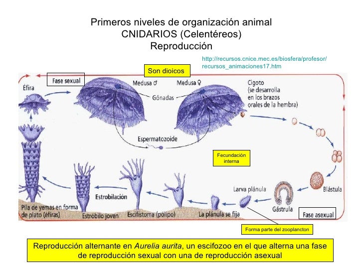 Imagen relacionada