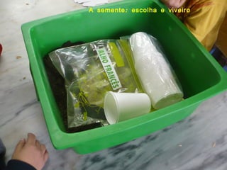 A semente: escolha e viveiro 