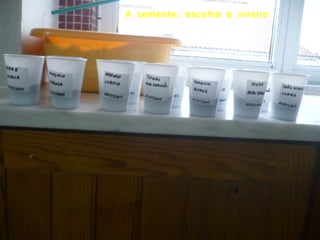 A semente: escolha e viveiro 