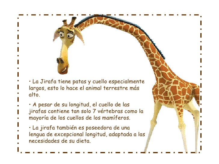 Jirafa