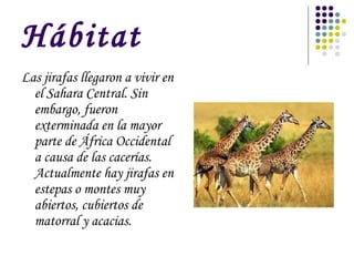 Hábitat
Las jirafas llegaron a vivir en
  el Sahara Central. Sin
  embargo, fueron
  exterminada en la mayor
  parte de África Occidental
  a causa de las cacerías.
  Actualmente hay jirafas en
  estepas o montes muy
  abiertos, cubiertos de
  matorral y acacias.
 
