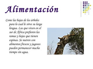 Alimentación
Come las hojas de los árboles
  para lo cual le sirve su larga
  lengua. Las que viven en el
  sur de África prefieren las
  ramas y hojas que tienen
  espinas. Se nutren con
  alimentos frescos y jugosos
  pueden permanecer mucho
  tiempo sin agua.
 