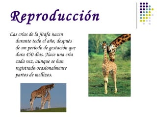 Reproducción
Las crías de la jirafa nacen
  durante todo el año, después
  de un período de gestación que
  dura 450 días. Nace una cría
  cada vez, aunque se han
  registrado ocasionalmente
  partos de mellizos.
 