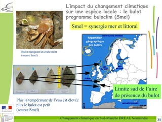 35Changement climatique en Sud-Manche DREAL Normandie
L’impact du changement climatique
sur une espèce locale : le bulot
programme buloclim (Smel)
Limite sud de l’aire
de présence du bulot
Plus la température de l’eau est élevée
plus le bulot est petit
(source Smel)
Smel = synergie mer et littoral
Bulot mangeant un crabe mort
(source Smel)
 