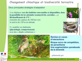 61Changement climatique en Sud-Manche DREAL Normandie
Changement climatique et biodiversité terrestre
Deux principales stratégies d’adaptation
1) se déplacer vers des habitats convenables et disponibles, donc
la possibilité de les atteindre (connectivité, corridor, …)
Réchauffement de 1°C :
remontée des espèces de 180 km vers
le nord et de 150 m en altitude
2) modifier ses habitudes
(physiologie, comportement)
avec des « dégâts collatéraux »
Remise en cause
d’interactions
Risque accru de compétition,
de parasitisme
Une augmentation paradoxale
de la diversité
gobemouche gris
 