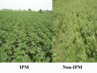 IPM   Non-IPM
 