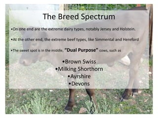 Cow Using Spectra Dairy Farming - How We Manage Our Animals Holistically Presented by ...