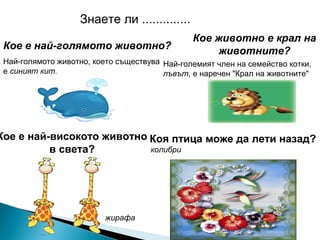 Знаете ли ..............
Кое е най-голямото животно?
Най-голямото животно, което съществува
е синият кит.
Кое животно е крал на
животните?
Най-големият член на семейство котки,
лъвът, е наречен "Крал на животните"
Кое е най-високото животно
в света?
Коя птица може да лети назад?
колибри
жирафа
 