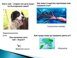 Кой е най – стария тип куче пазач
по българските земи?
Каракачанското
куче
Кое живо същество притежава най-
големите очи?
Гигантския калмар
Кое насекомо лети
най – бързо?
Кой гущер може да променя цвета си?
ИгуанатаВодното конче
 