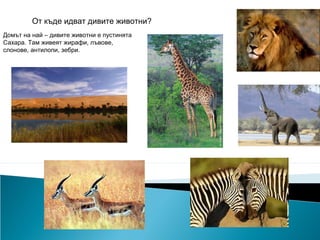 От къде идват дивите животни?
Домът на най – дивите животни е пустинята
Сахара. Там живеят жирафи, лъвове,
слонове, антилопи, зебри.
 